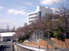 sakura_nagoya_20090328_01.jpg