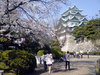 sakura_nagoya_20090406_02.jpg
