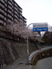 sakura_takara_20090405_01.jpg