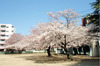 tsu_shinmachi_20120408_01.jpg
