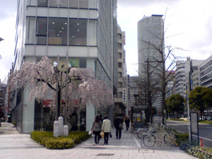 http://www.mackharry.com/~weblog/images/sakura_nagoya_20090326_01.jpg