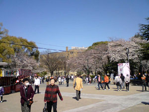 http://www.mackharry.com/~weblog/images/sakura_nagoya_20090330_01.jpg